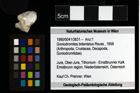 Foto (Objekt + Etiketten) von Goniodromites bidentatus (Reuss, 1858) 